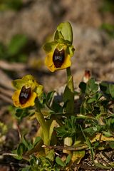 Ophrys lutea (Gelbe Ragwurz)