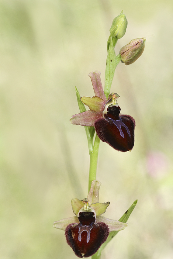 Ophrys Majellensis