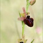 Ophrys Majellensis