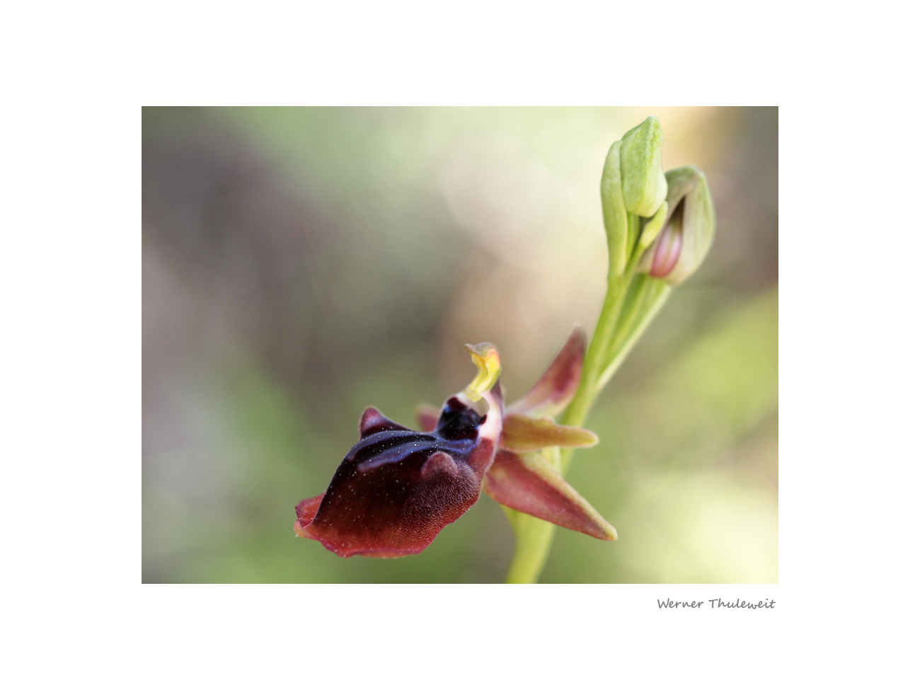 Ophrys mammosa