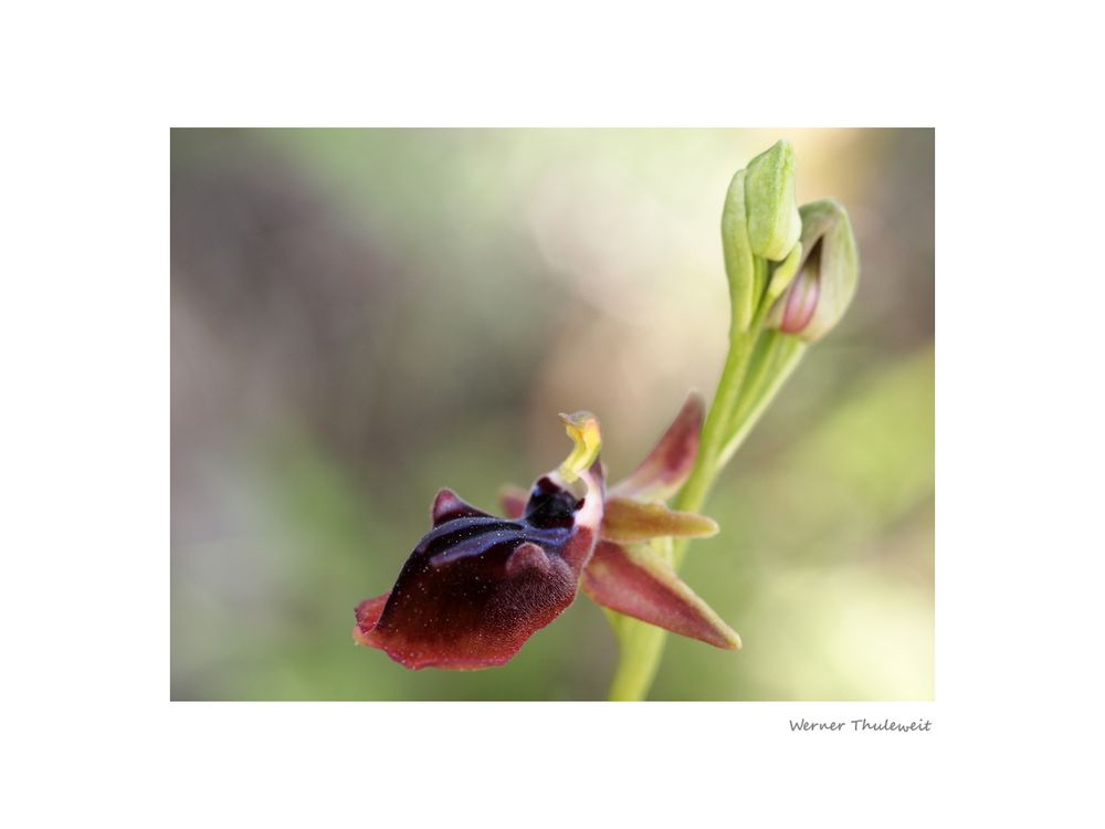 Ophrys mammosa