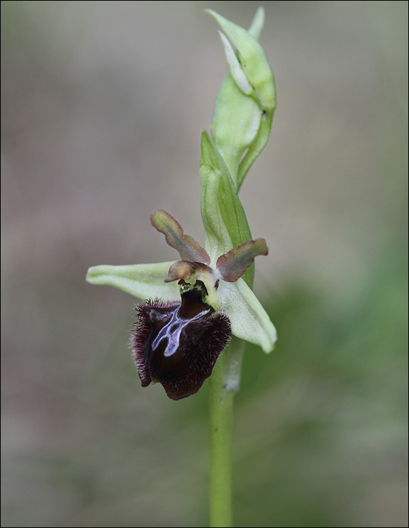Ophrys Massiliensis