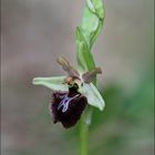 Ophrys Massiliensis
