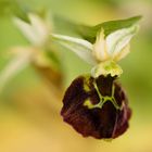 Ophrys morisii, Moris`Ragwurz