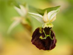 Ophrys morisii, Moris`Ragwurz