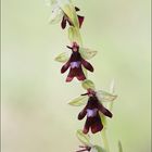 Ophrys mouche 