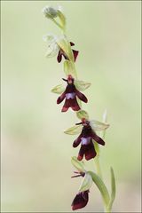 Ophrys mouche 