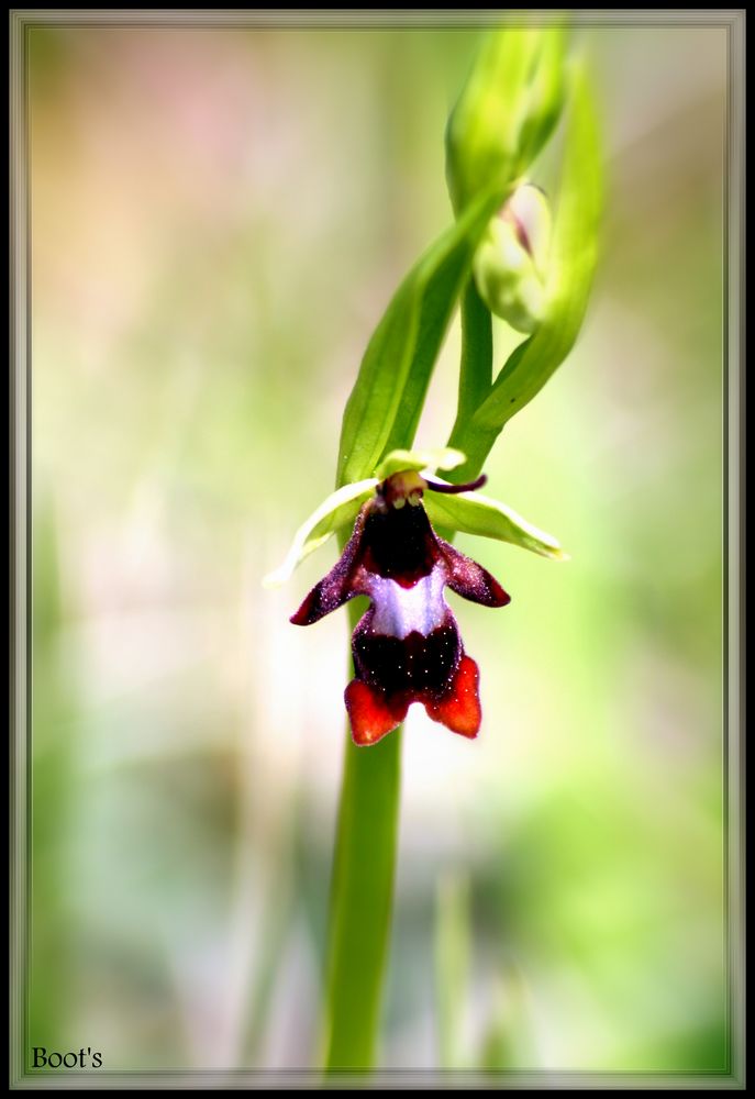 Ophrys mouche