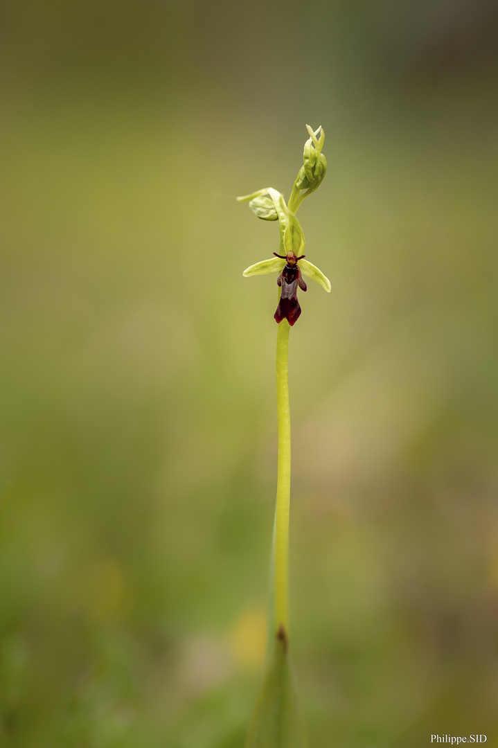OPHRYS MOUCHE