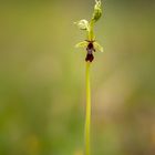 OPHRYS MOUCHE