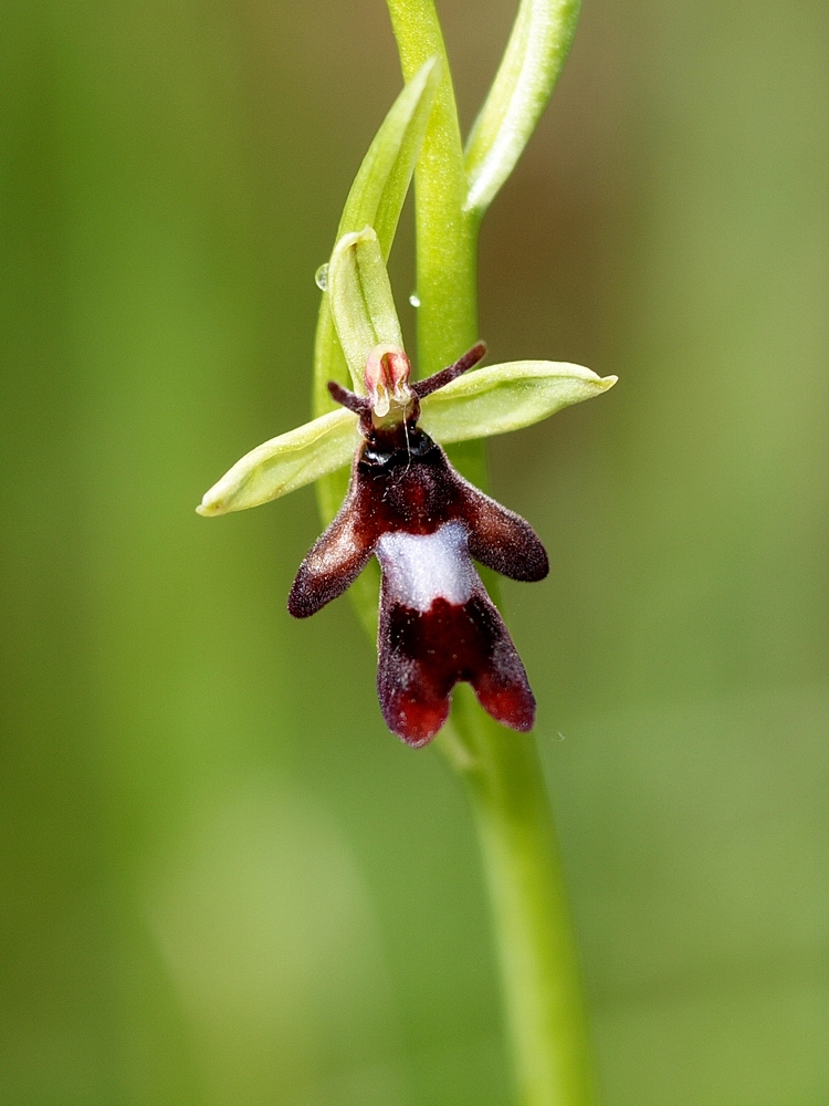 Ophrys mouche.