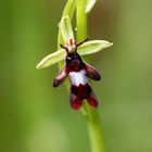 Ophrys mouche.