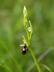 Ophrys mouche