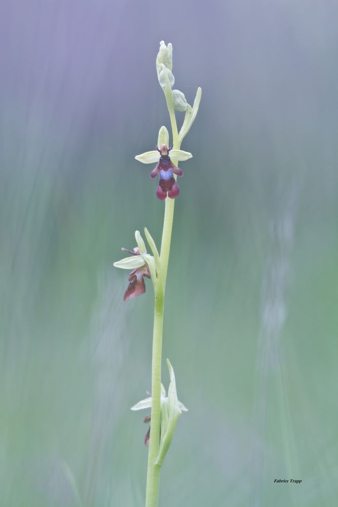 Ophrys mouche.