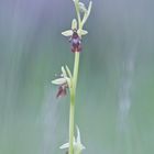 Ophrys mouche.