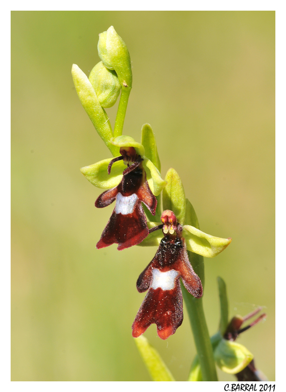 Ophrys Mouche