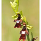 Ophrys Mouche