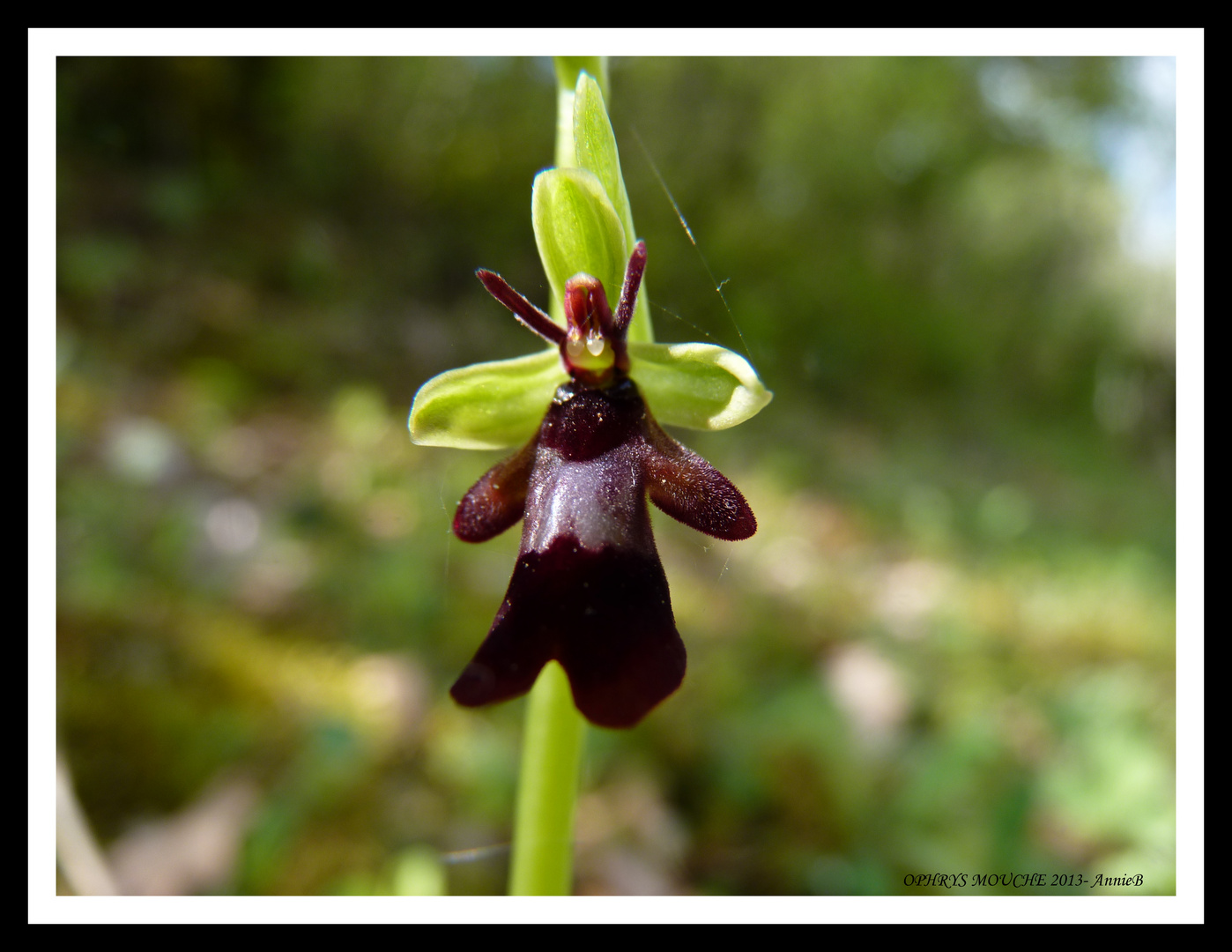 Ophrys Mouche-Insectifera