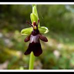 Ophrys Mouche-Insectifera