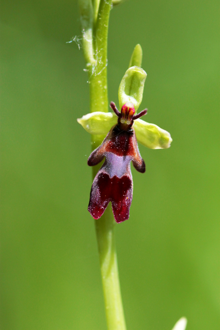 Ophrys mouche Trélissac