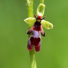 Ophrys mouche Trélissac