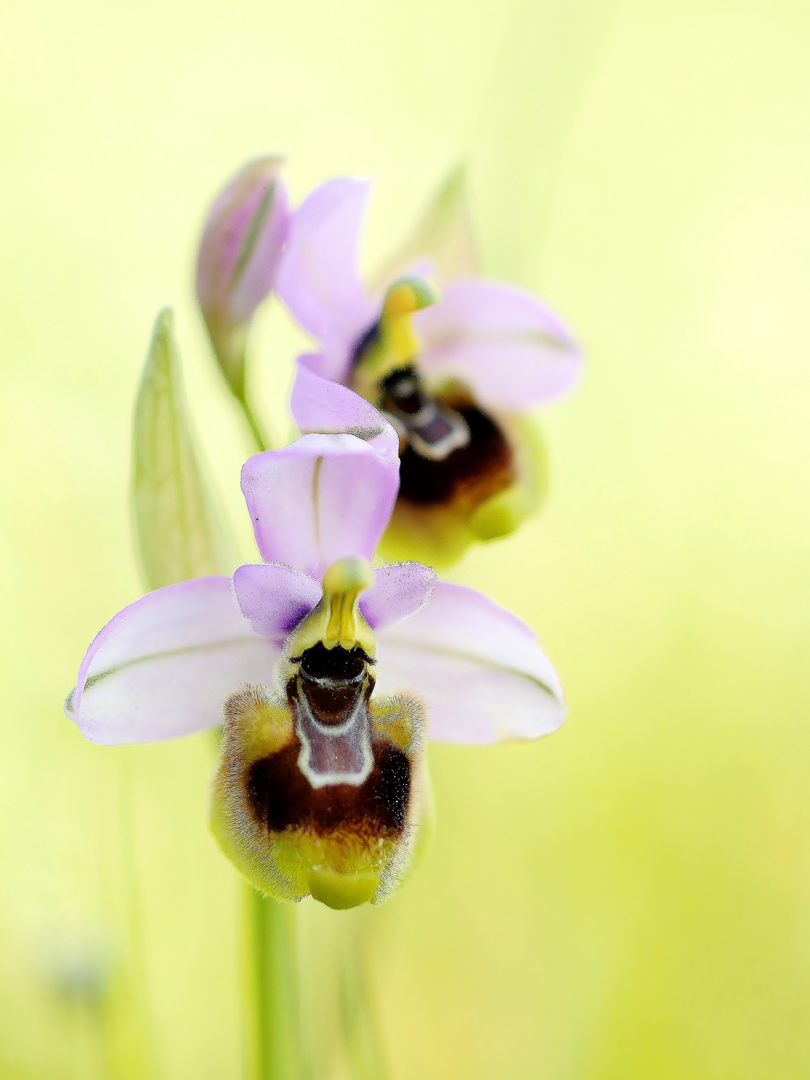  Ophrys neglecta, Übersehene Ragwurz