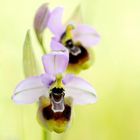  Ophrys neglecta, Übersehene Ragwurz