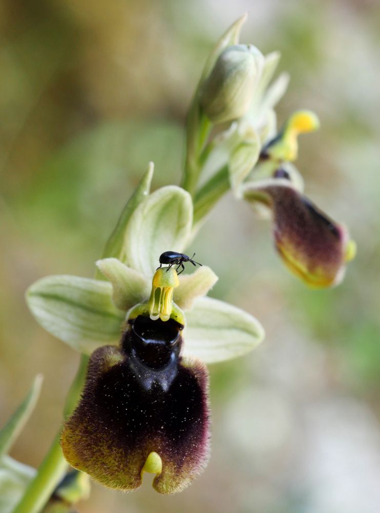 Ophrys normanii, Normans Ragwurz