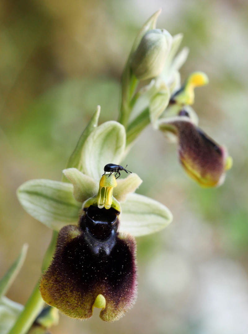 Ophrys normanii, Normans Ragwurz