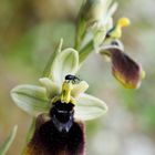 Ophrys normanii, Normans Ragwurz