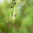 Ophrys oestrifera