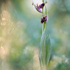 Ophrys oestrifera