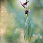 Ophrys oestrifera