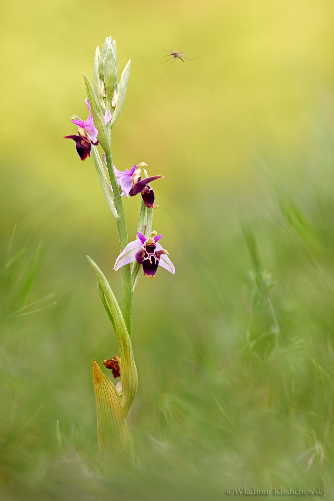 *Ophrys oestrifera*