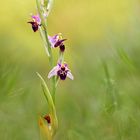 *Ophrys oestrifera*