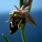 Ophrys oestrifera - Gehörnte Ragwurz