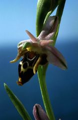 Ophrys oestrifera - Gehörnte Ragwurz