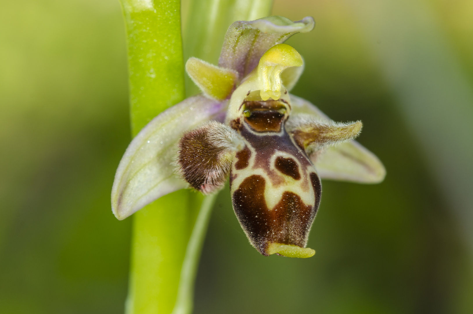 Ophrys oestrifera subsp. minuscula