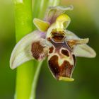 Ophrys oestrifera subsp. minuscula