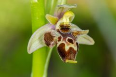 Ophrys oestrifera subsp. minuscula