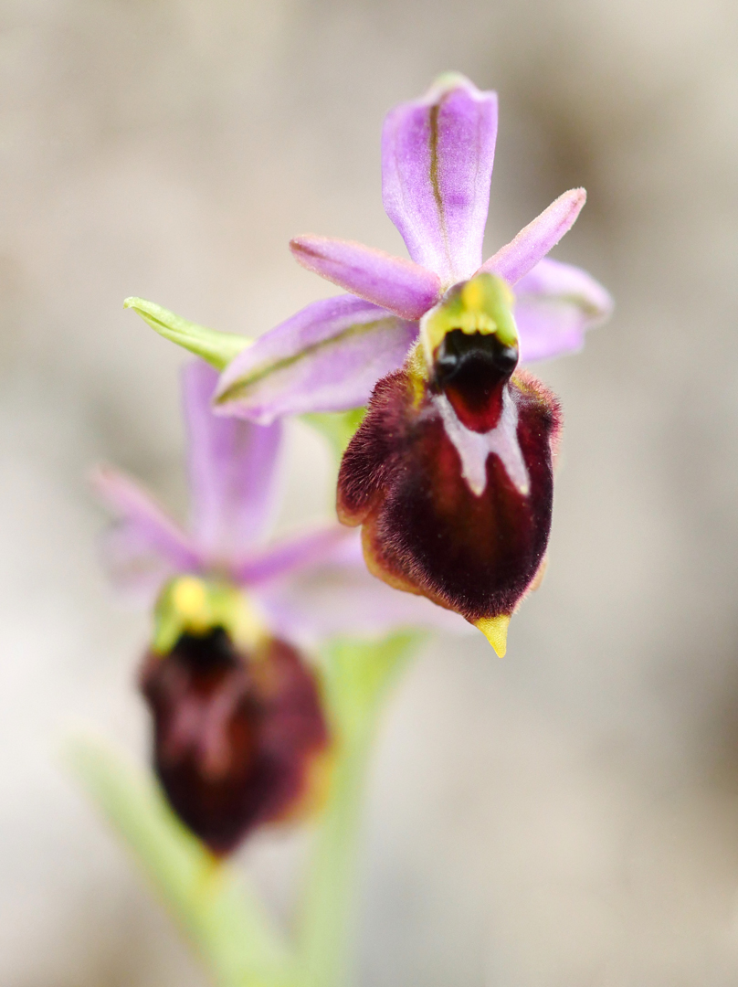 Ophrys panattensis, Panatta- Ragwurz