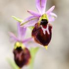 Ophrys panattensis, Panatta- Ragwurz