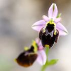 Ophrys panattensis, Panatta- Ragwurz