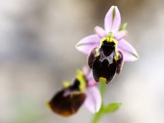 Ophrys panattensis, Panatta- Ragwurz