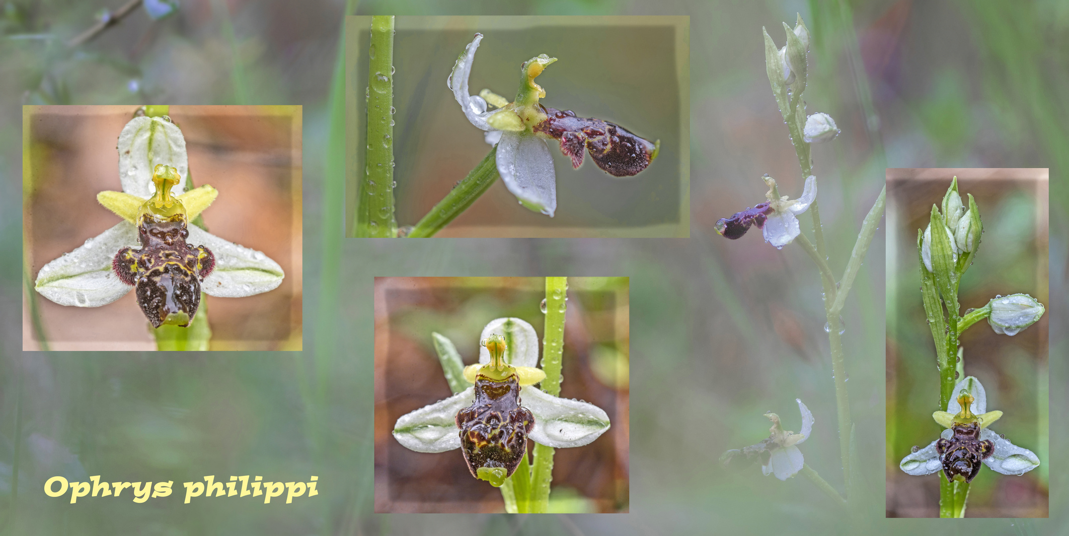 Ophrys philippi, die wohl seltenste Orchidee Europas