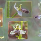 Ophrys philippi, die wohl seltenste Orchidee Europas