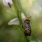 Ophrys Philippi-Grenier