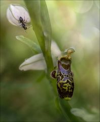 Ophrys Philippi-Grenier