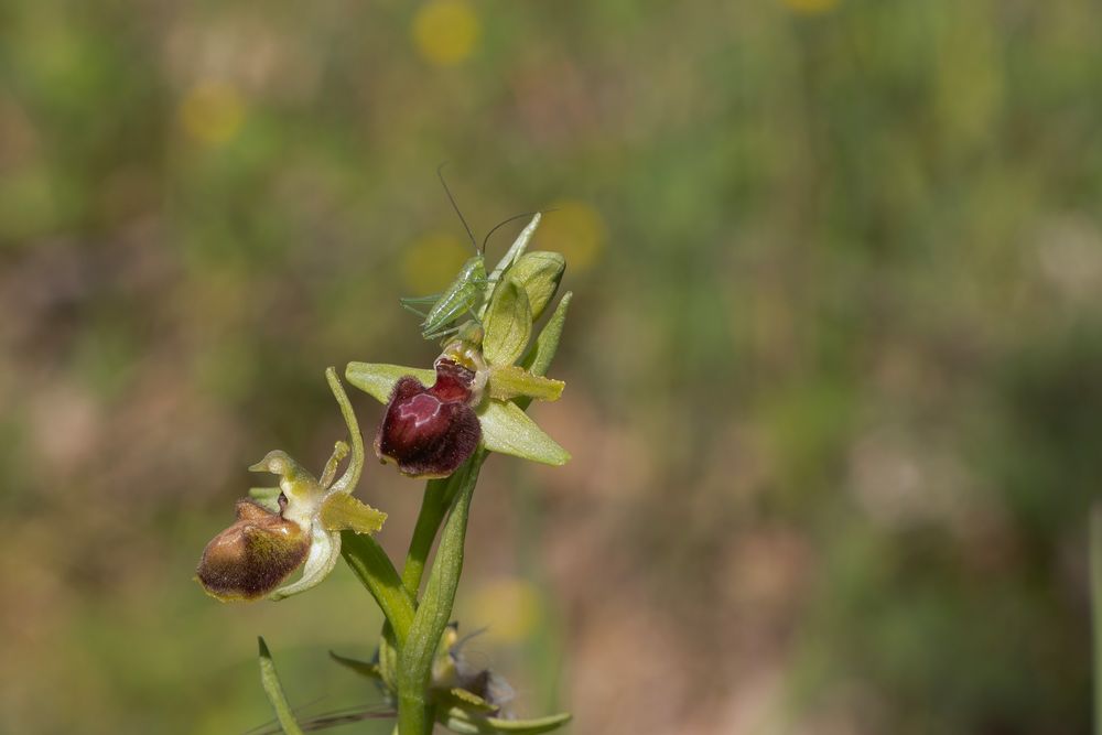Ophrys Provencialis et sauterelle juvénile