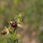 Ophrys Provencialis et sauterelle juvénile